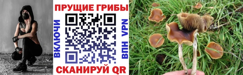 закладка Терек Псилоцибиновые грибы Psilocybe